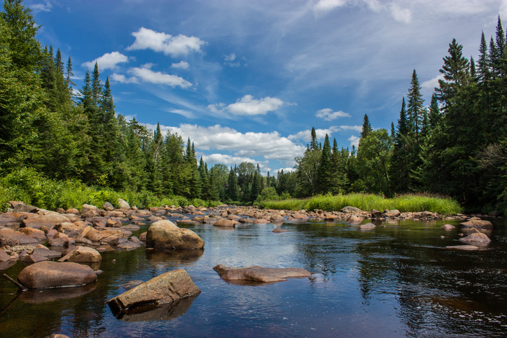 forest river with rocks