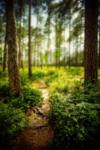 Sam Houston National Forest